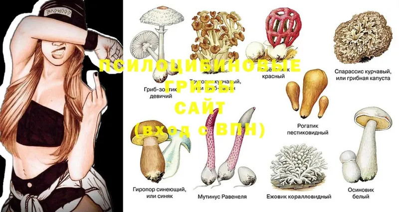 Галлюциногенные грибы Psilocybe  Елабуга 